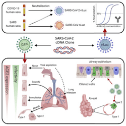 Figure 1: The sequelae of SARS-CoV-2. Figure 1: The sequelae of SARS-CoV-2.