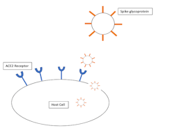 Figure 1: Structure of SARS-CoV-2. Image courtesy of Alexis Kaihlanen. Figure 1: Structure of SARS-CoV-2. Image courtesy of Alexis Kaihlanen.