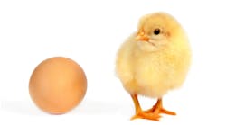 Olgavolodina Dreamstime Chicken And Egg