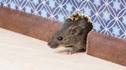 Mouse 609bfa62d4513 Mouse 609bfa62d4513