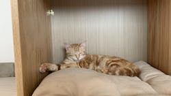 Dreamstime M 217985001 6255b8f04e044 Dreamstime M 217985001 6255b8f04e044