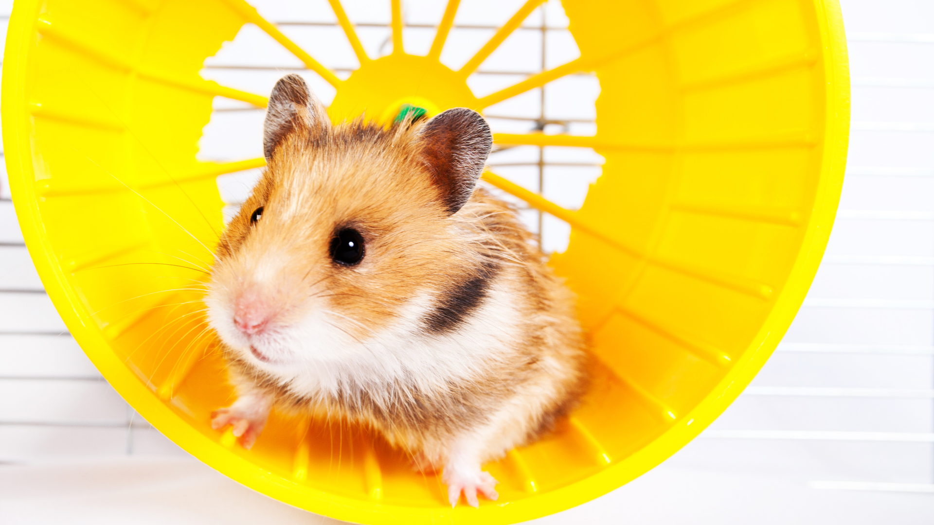 Dreamstime Xxl 72753983 639b5d236ebcc