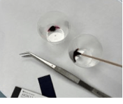 Both cups contain the same amount of solution. The cotton ball shows better absorption. Both cups contain the same amount of solution. The cotton ball shows better absorption.