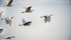 Instead of exploiting young students and dentists working hard to join the ranks of our profession, why are we not asking ourselves how we can better lead them? Instead of exploiting young students and dentists working hard to join the ranks of our profession, why are we not asking ourselves how we can better lead them?