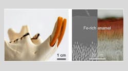Iron in rodent teeth enamel Iron in rodent teeth enamel
