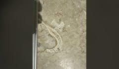 A photo of the jawbone/teeth a dentist found in a new travertine floor.
