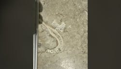 A photo of the jawbone/teeth a dentist found in a new travertine floor. A photo of the jawbone/teeth a dentist found in a new travertine floor.