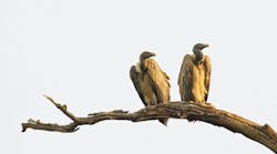 vultures vultures