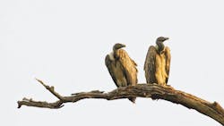 66ba7eb51f73c563f4aa3360 Vultures 66ba7eb51f73c563f4aa3360 Vultures