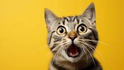 66d0916f376642258d8e9ad9 Dreamstime L 324062300 66d0916f376642258d8e9ad9 Dreamstime L 324062300