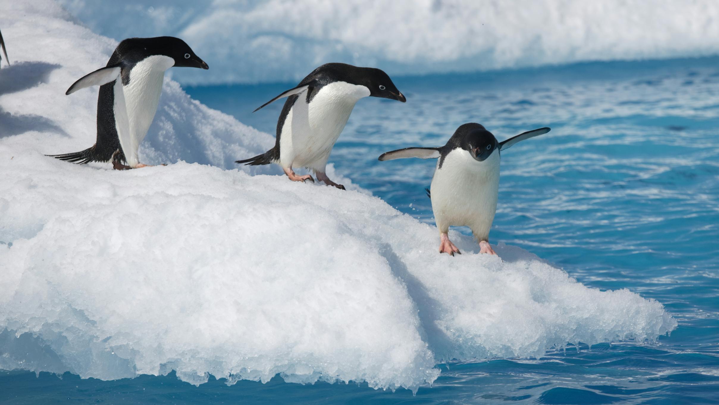 Penguins on iceberg