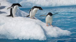 Penguins on iceberg Penguins on iceberg