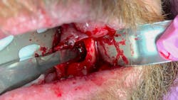 oral pathology oral pathology