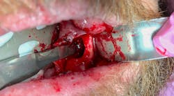 oral pathology in dentistry oral pathology in dentistry