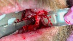 oral pathology in dentistry oral pathology in dentistry