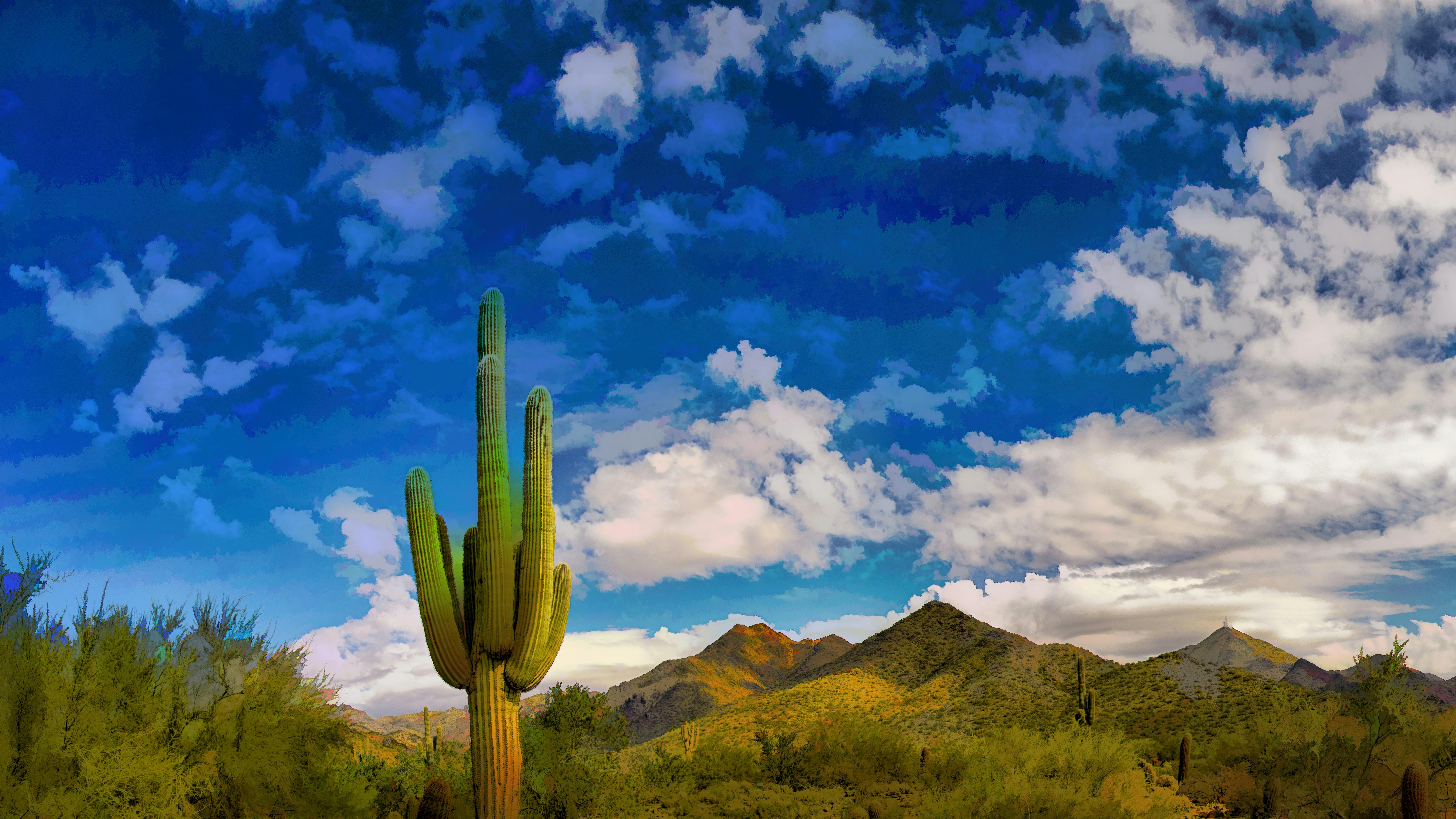 Arizona desert with a cactus