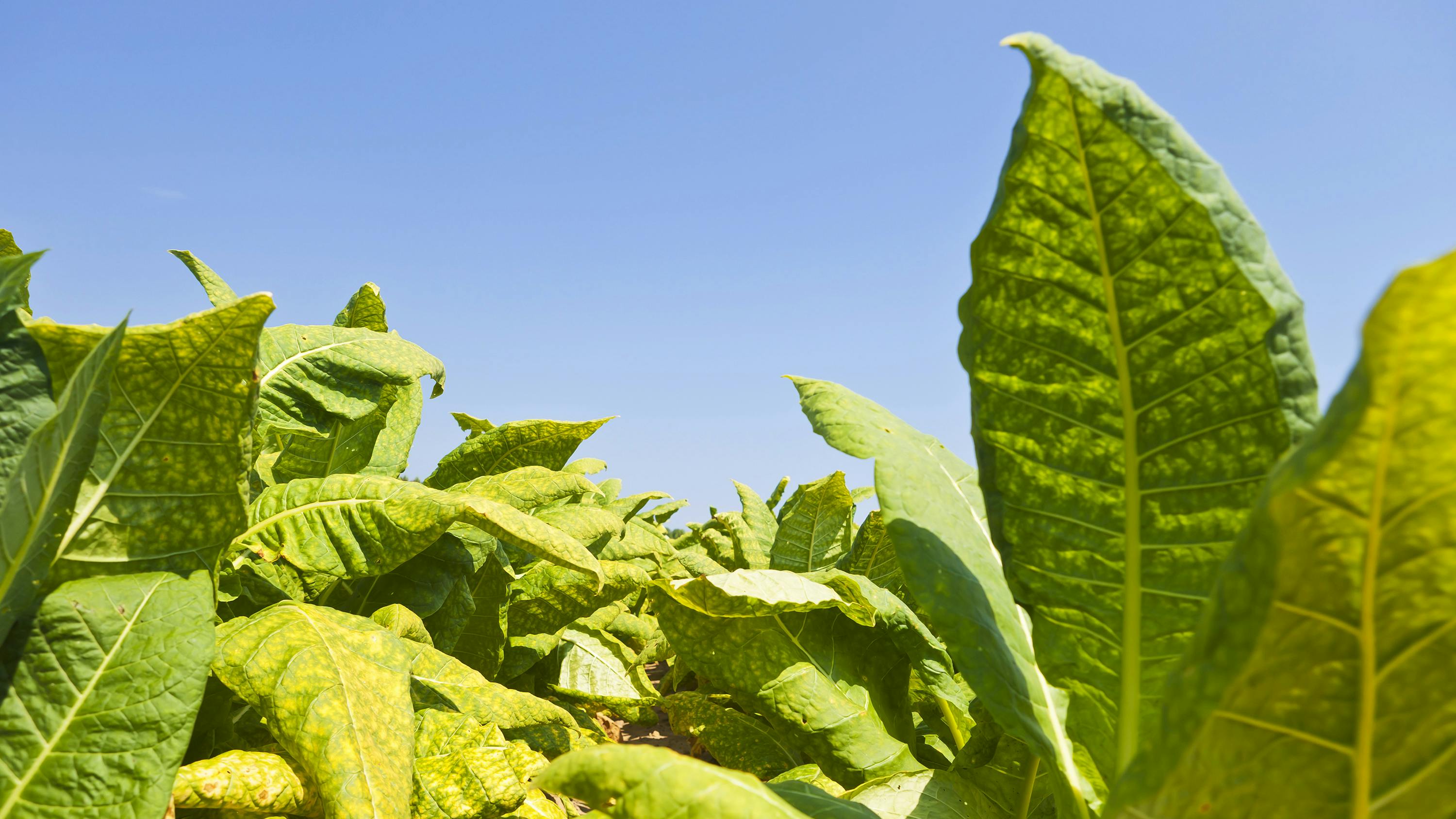 68237b222637f0a8e9bf1628 Gettyimages165947546