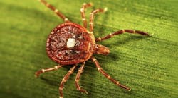 lone star tick lone star tick