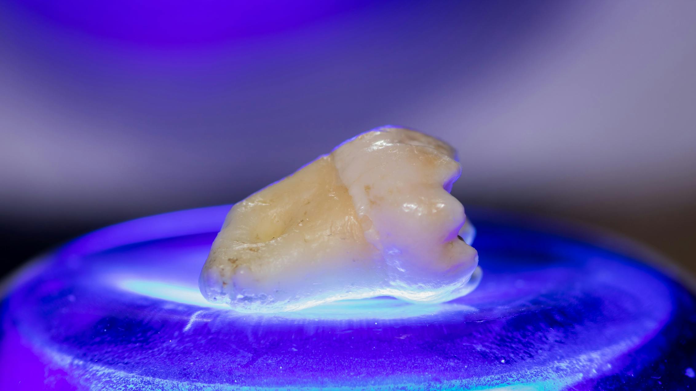 Scientists in Japan are getting closer to regrowing teeth in humans.