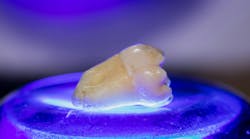 Scientists in Japan are getting closer to regrowing teeth in humans. Scientists in Japan are getting closer to regrowing teeth in humans.