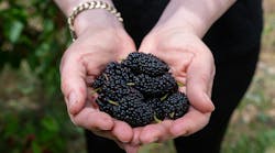 Woman holding mulberries Woman holding mulberries