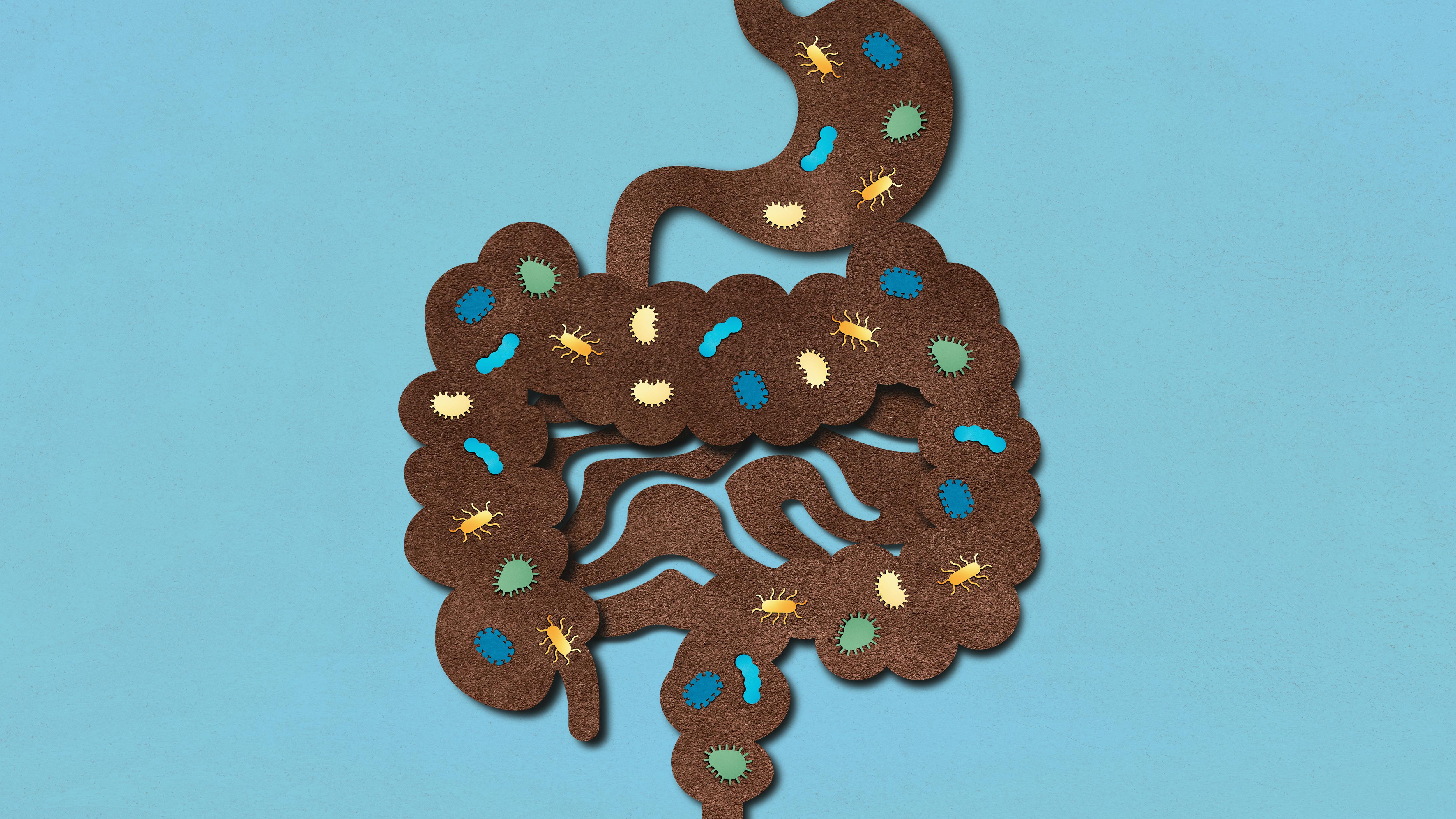illustration representing the colon and its microbiota