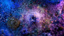 69d69f50d3f019477032a63e 5675892539341630 Philipsprimaryimageresized 69d69f50d3f019477032a63e 5675892539341630 Philipsprimaryimageresized