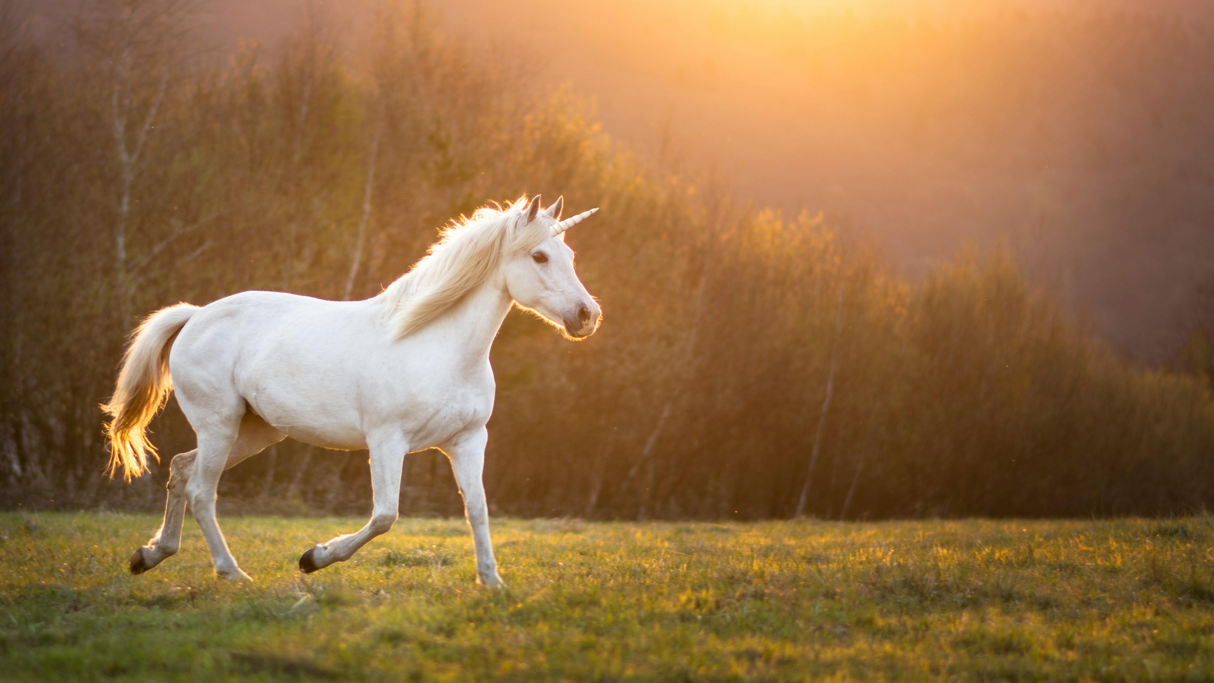 unicorn