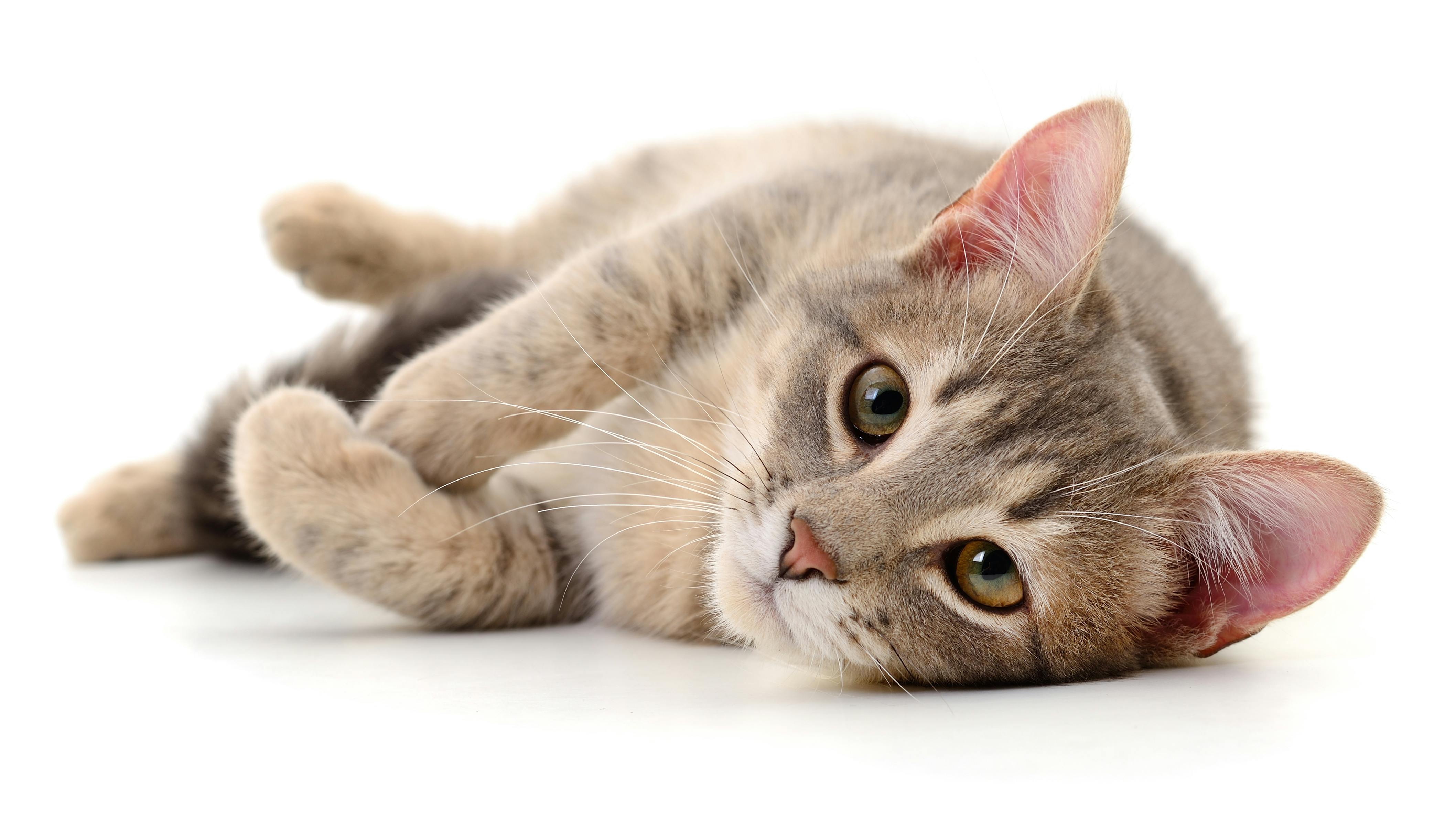 a cat lying on its side looking at the camera